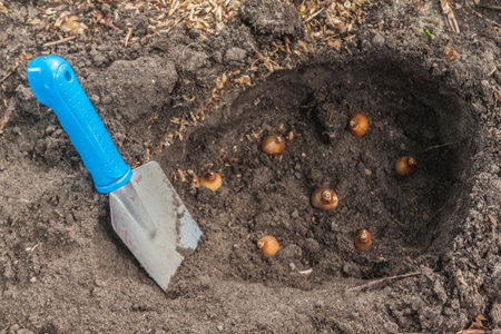 Planting snowdrop or galanthus bulbs in the garden in autumn or summer. Bulbs Galanthus plicatus or Snowdrop plicatus next to garden shovel.の写真素材