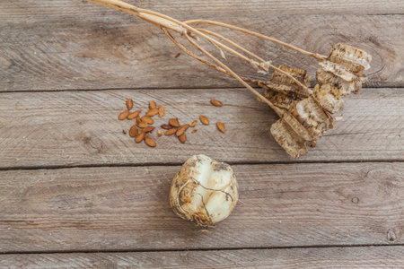 One bulb, seed capsule and seeds Fritillaria imperialis or Fritillaria persica on wooden table. Reproduction Fritillaria. Flat layの写真素材