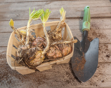 Martagon lily bulbs in a basket and a garden shovel before planting in spring, top viewの写真素材