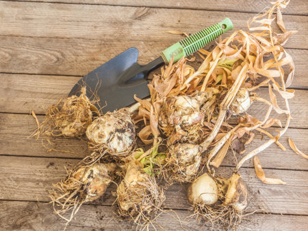 Dug up fritillaria Persica bulbs after the end of the growing season and garden shovel on a wooden table. Top viewの写真素材