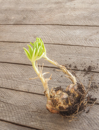 Two Martagon lily bulbs with the sprout before planting in springの写真素材