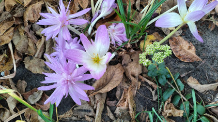 Pink double colchicum with water drops after watering in the garden among daylily leaves.の写真素材