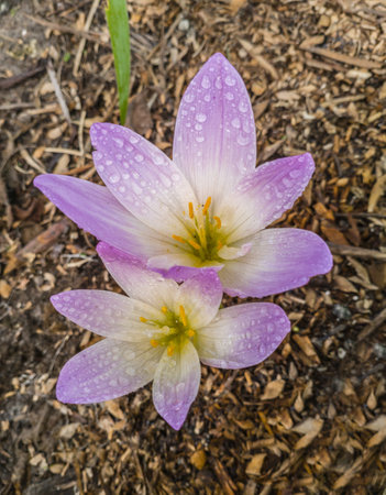 Blooming purple colchicum with water drops in the garden in autumnの写真素材