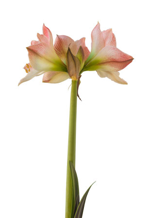 Bloom creamy and red hippeastrum (amaryllis) on white backgrounds isolatedの写真素材