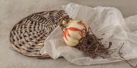 Bulb of hippeastrum (amaryllis) with traces of Stagonosporosis on a gray tableの写真素材