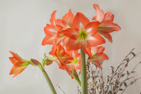 Blooming orange hippeastrum (amaryllis) and flowering willow branch on gray background. Background for banner, calendar, postcardの写真素材
