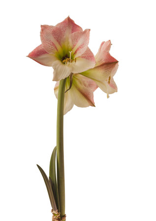 Bloom creamy and red hippeastrum (amaryllis) on white backgrounds isolatedの写真素材