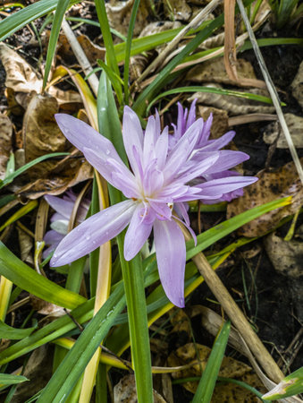 Pink double colchicum with water drops after watering in the garden among daylily leaves.の写真素材