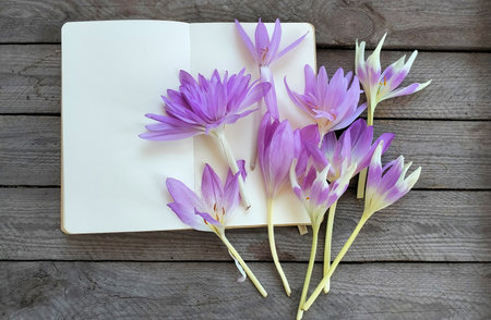 Flowers of Colchicum or autumn crocus, meadow saffron and naked lady varieties "Harlekijn", "Giant", "Waterlily", "Nancy Lindsay" on a notebook, top view.の写真素材