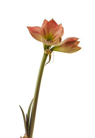 Bud creamy and red hippeastrum (amaryllis) on white backgrounds isolatedの写真素材