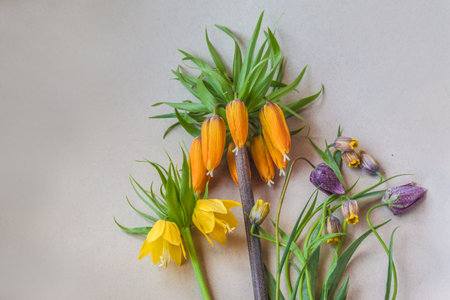 Blooming fritillaria of different types - Fritillaria imperialis orange and Lutea, Fritillaria meleagris and uva-vulpis on gray table. Flat lay. Background for a calendar, banner. Place for text.の写真素材