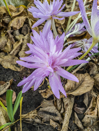 Pink double colchicum with water drops after watering in the garden among daylily leaves.の写真素材