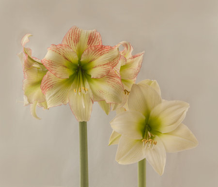 Two peduncles with flowers and buds hippeastrum (amaryllis) yellow Galaxy Group "Fantasy" and "Forest Sunset" on a gray background. Background for a postcard, banner, calendar.の写真素材