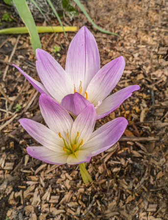 Blooming purple colchicum in the garden in autumnの写真素材