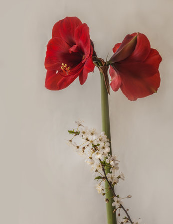 Blooming dark red hippeastrum (amaryllis) "Royal Red" and a cherry branch on a gray background. Background for calendar, banner. Place for textの写真素材