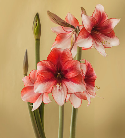 Bloom red and white Amaryllis (Hippeastrum) on green backgroundの写真素材