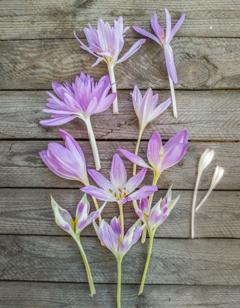 Flowers of Colchicum or autumn crocus, meadow saffron and naked lady varieties "Harlekijn", "Giant", "Waterlily", "Nancy Lindsay", "Album" on a wooden background, flat lay.の写真素材