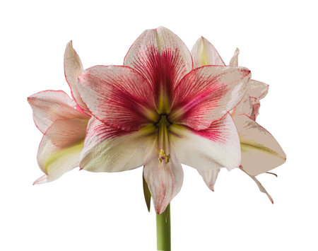 Bloom red and Lime Amaryllis (Hippeastrum) on white background isolatedの写真素材