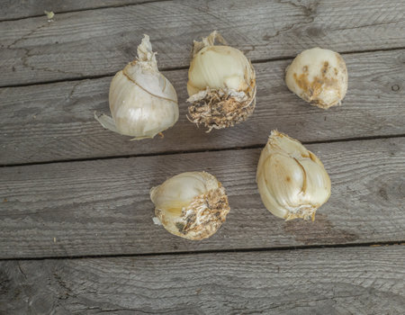 Fritillaria crown imperial or Kaiser's crown bulbs on wooden table before planting in the garden. Space for text. Flat lay.の写真素材