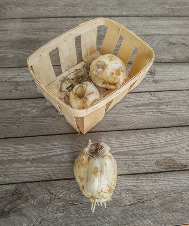 Three bulbs fritillaria Persica Alba with roots on a wooden table before planting in the garden in autumn or winter.の写真素材