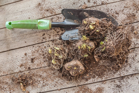 Liatris bulbs in the spring before planting in the garden. Liatris tubers with sprouts and garden shovel on table before planting in the garden. Flat layの写真素材