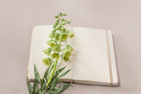 Open notebook or sketchbook and blooming fritillaria persica 'Ivory Bells' on a gray table. Flat lay. Background for a calendar, banner or social media post. Place for text.の写真素材