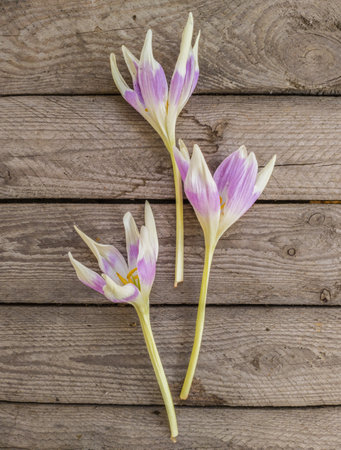 Three colchicum flowers, Cultivar "Harlekijn" bright purple with white petal tips, on a wooden table. Top viewの写真素材