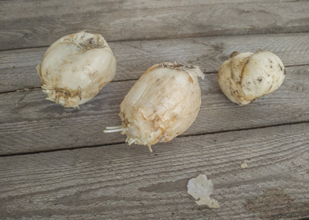 Fritillaria crown imperial or Kaiser's crown bulbs on wooden table before planting in the garden. Space for text. Flat lay.の写真素材