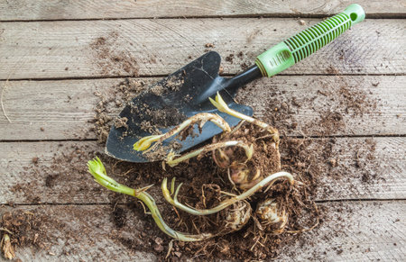 Several martagon lily bulbs with sprouts and a garden spade on a wooden table before planting in spring, flat layの写真素材