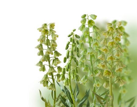 Blooming fritillaria persica 'Ivory Bells' with creamy green flowers on blur green backgroundの写真素材