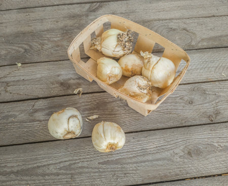 Fritillaria crown imperial or Kaiser's crown bulbs in a basket before planting in the garden. Space for text. Flat lay.の写真素材