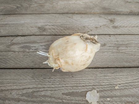 Fritillaria crown imperial or Kaiser's crown bulbs on the table. Space for textの写真素材
