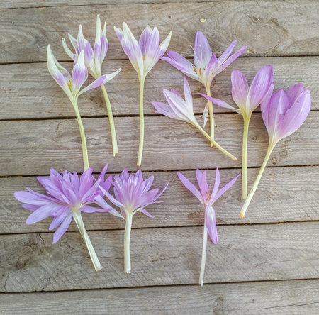 Flowers of Colchicum or autumn crocus, meadow saffron and naked lady varieties "Harlekijn", "Giant", "Waterlily", "Nancy Lindsay" on a wooden background, flat lay.の写真素材