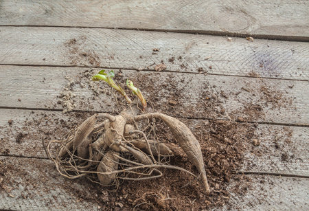 Dahlia bulbs in the spring before planting in the garden. Dahlia tubers with sprouts on table before planting in the garden. Flat layの写真素材