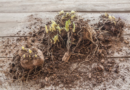 Liatris bulbs in the spring before planting in the garden. Liatris tubers with sprouts in the spring before planting in the gardenの写真素材
