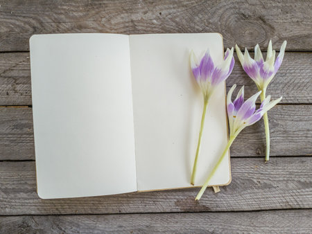 Flowers of Colchicum or autumn crocus, meadow saffron and naked lady varieties "Harlekijn" on a notebook, top view.の写真素材