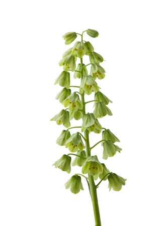 Blooming fritillaria persica 'Ivory Bells' with creamy green flowers or on a white background isolatedの写真素材