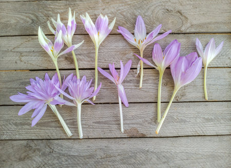 Flowers of Colchicum or autumn crocus, meadow saffron and naked lady varieties "Harlekijn", "Giant", "Waterlily", "Nancy Lindsay" on a wooden background, flat lay.の写真素材