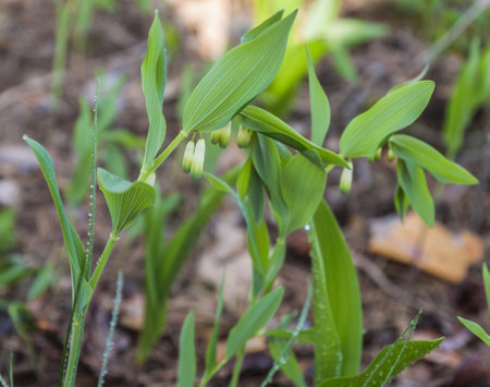 Blooming Solomon`s seal Polygonatum odoratum in the forestの写真素材