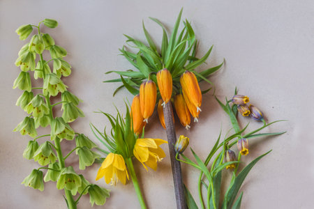 Blooming fritillaria of different types - Fritillaria imperialis orange, Persica and Lutea, Fritillaria meleagris and uva-vulpis on gray table. Flat lay. Background for a calendar, banner. Place for text.の写真素材