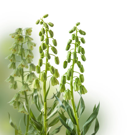 Blooming fritillaria persica 'Ivory Bells' with creamy green flowers on blur green backgroundの写真素材