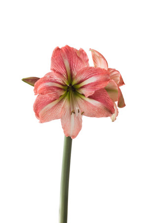 Blooming white and red Hippeastrum (amaryllis) on white background isolatedの写真素材