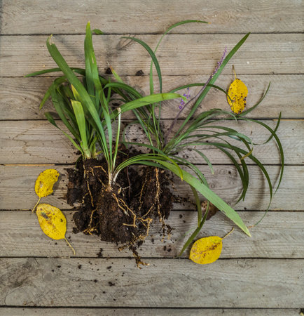 Rhizome of Liriope muscari before planting autumn. Liriope muscari rhizome on a wooden table before planting in the garden. Flat lay.の写真素材