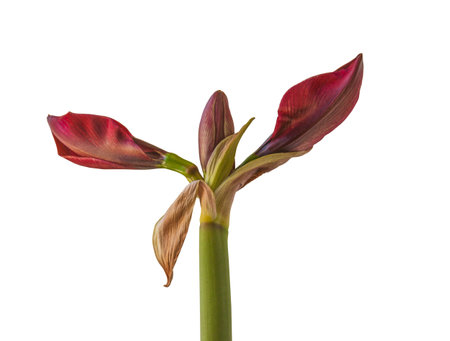Bud dark-red Hippeastrum (amaryllis) on white background isolatedの写真素材