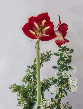 Blooming Hippeastrum (amaryllis) and branches of Spiraea on a gray background. Background for calendar, postcard, banner. Place for textの写真素材