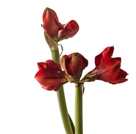 Bud dark red Hippeastrum (amaryllis) on white background isolatedの写真素材