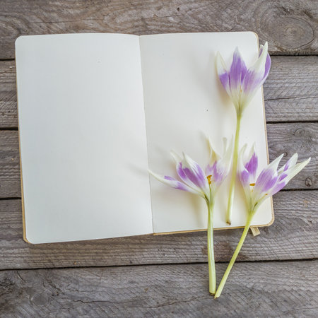 Flowers of Colchicum or autumn crocus, meadow saffron and naked lady varieties "Harlekijn" on a notebook, top view.の写真素材