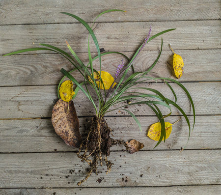 Rhizome of Liriope muscari before planting autumn. Liriope muscari rhizome on a wooden table before planting in the garden. Flat lay.の写真素材
