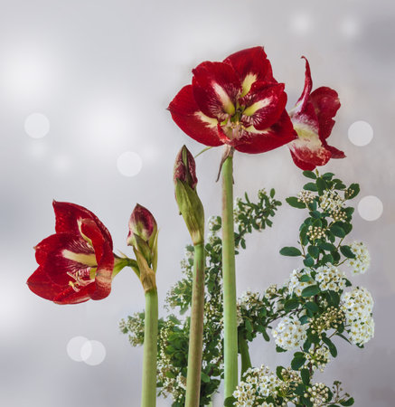 Blooming Hippeastrum (amaryllis) and branches of Spiraea Vangutta on a gray background. Background for calendar, postcard, banner. Place for textの写真素材