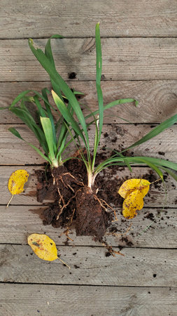 Rhizome of Liriope muscari before planting autum. Liriope muscari rhizome on a wooden table before planting in the garden. Flat lay.の写真素材